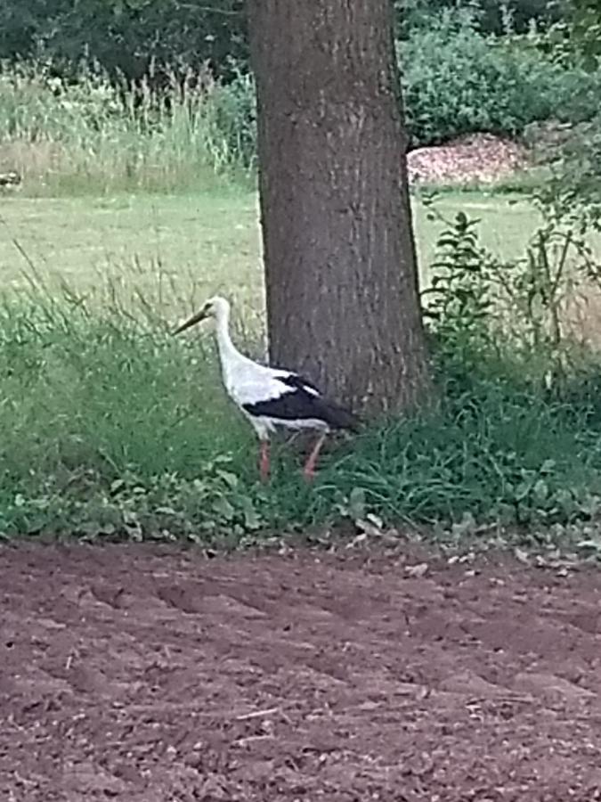 Kroetenhof Barfoerde Barforde Luaran gambar